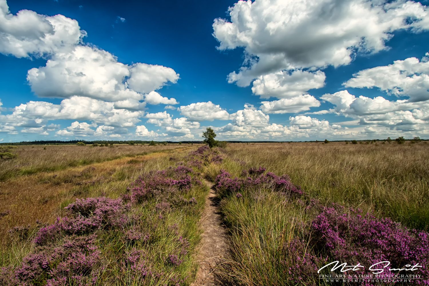 HEATH TRAILS