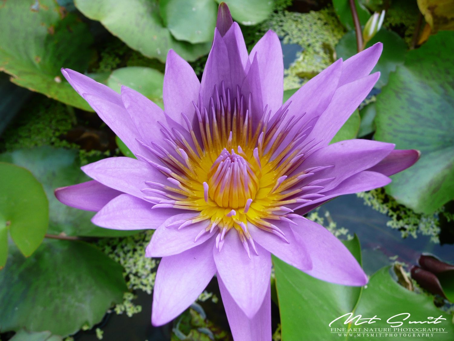 SPIRITUAL BEAUTY