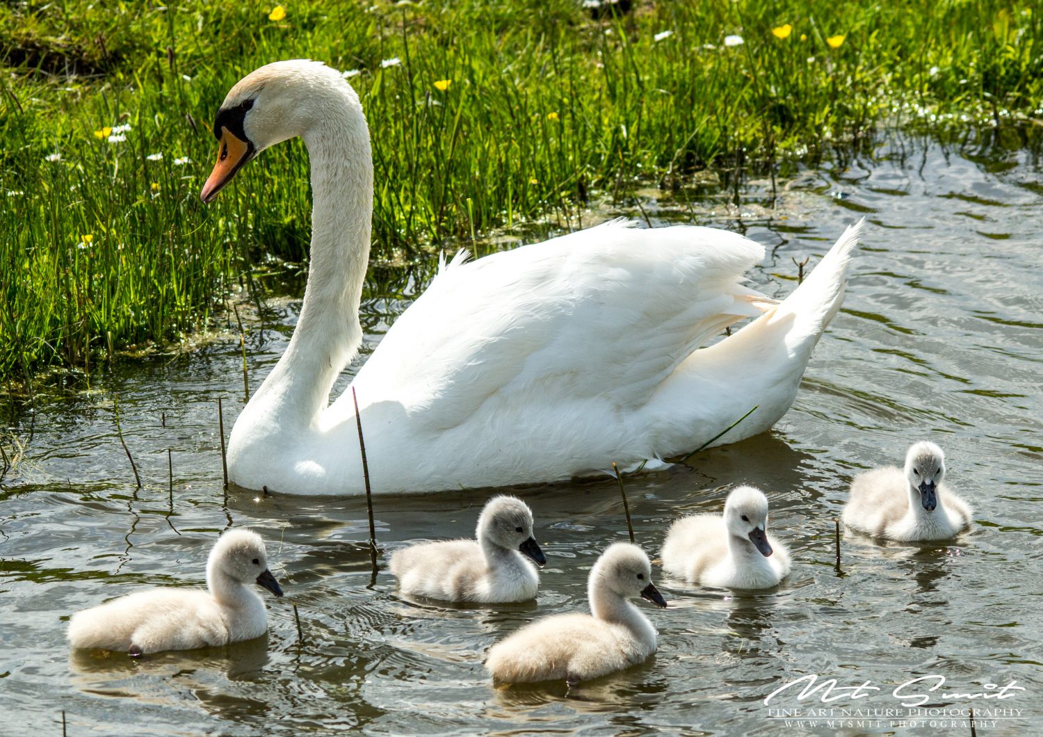 SWAN FAMILY