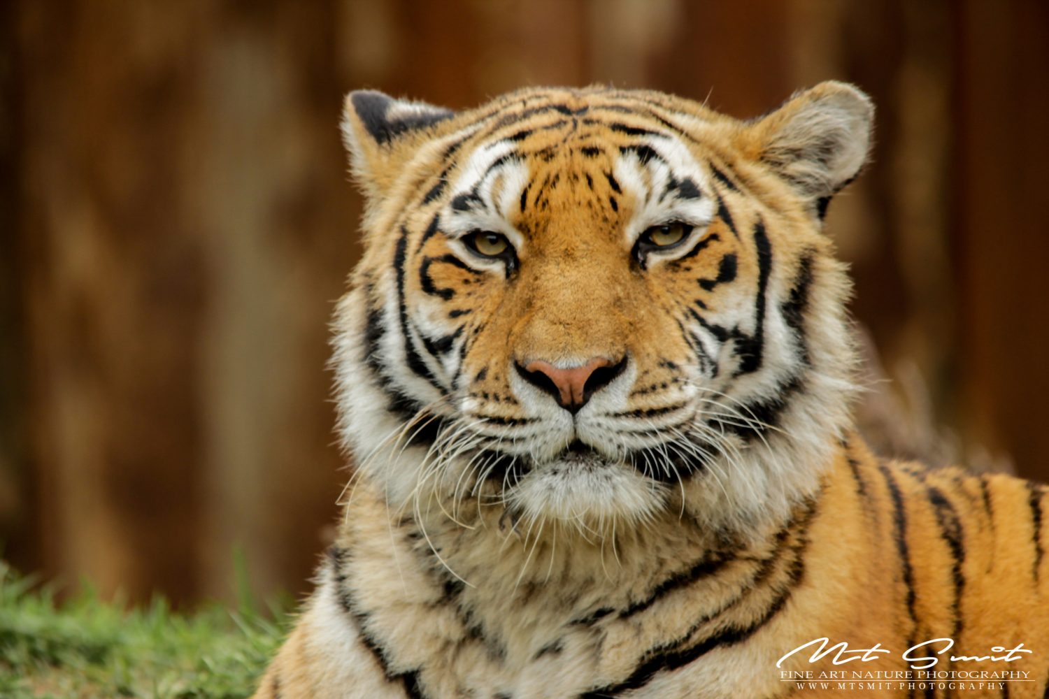 TIGER STAREDOWN