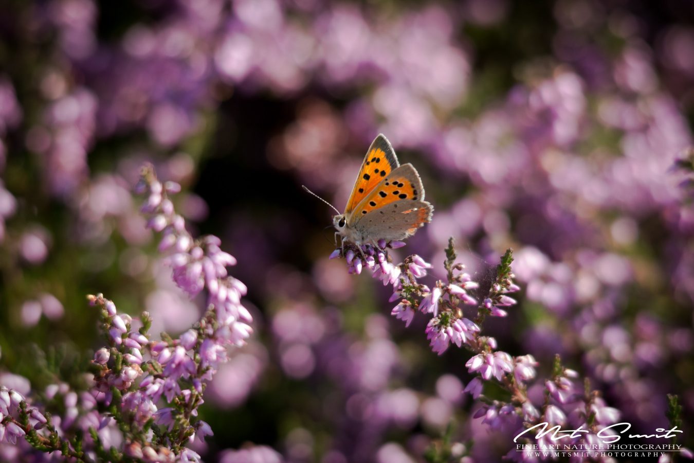 COPPER ON PURPLE HEATH