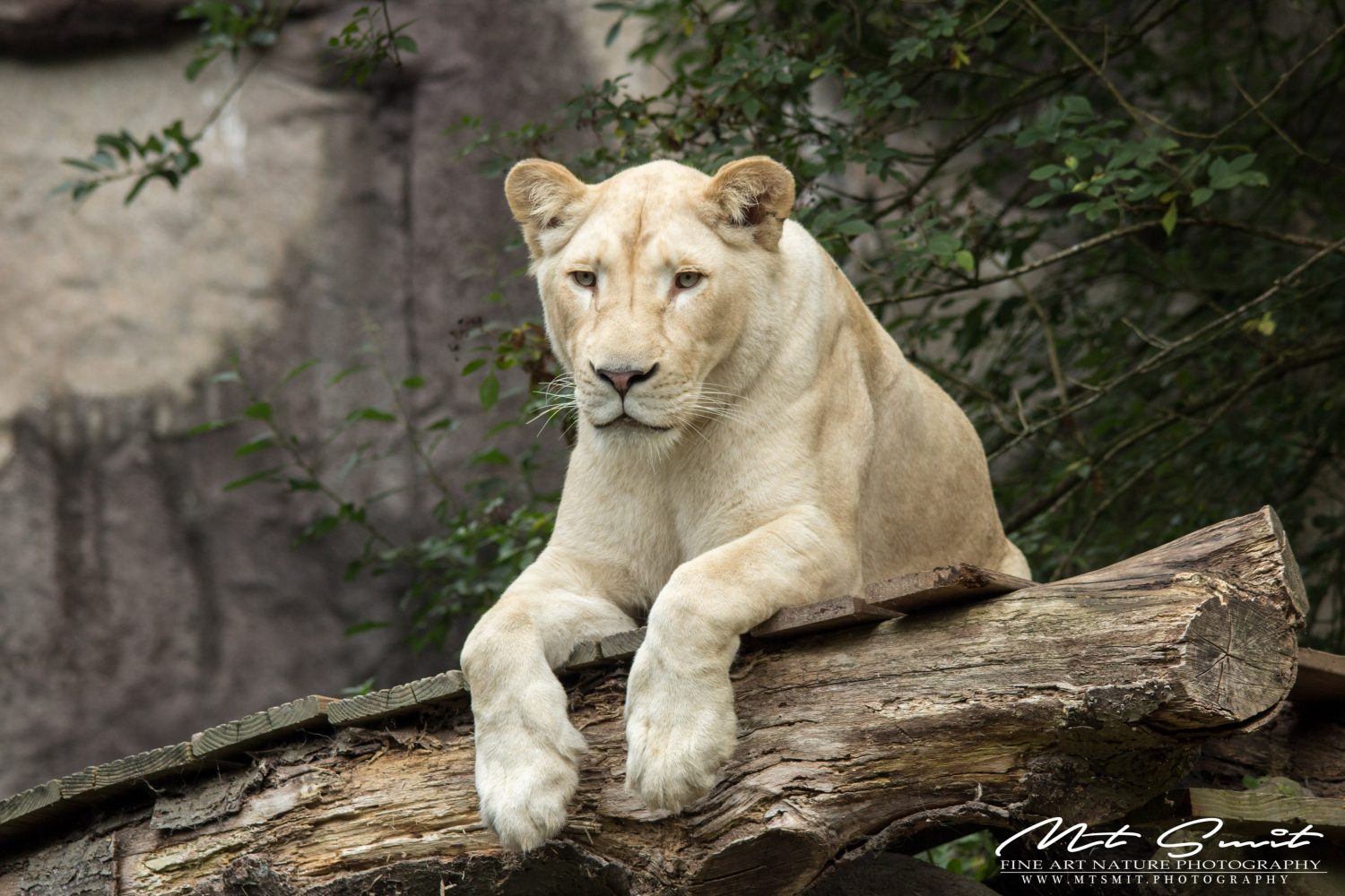 WHITE LIONESS