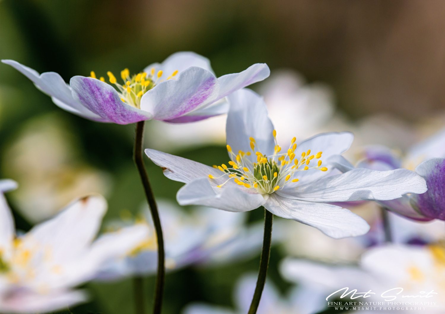 WOOD ANEMONE
