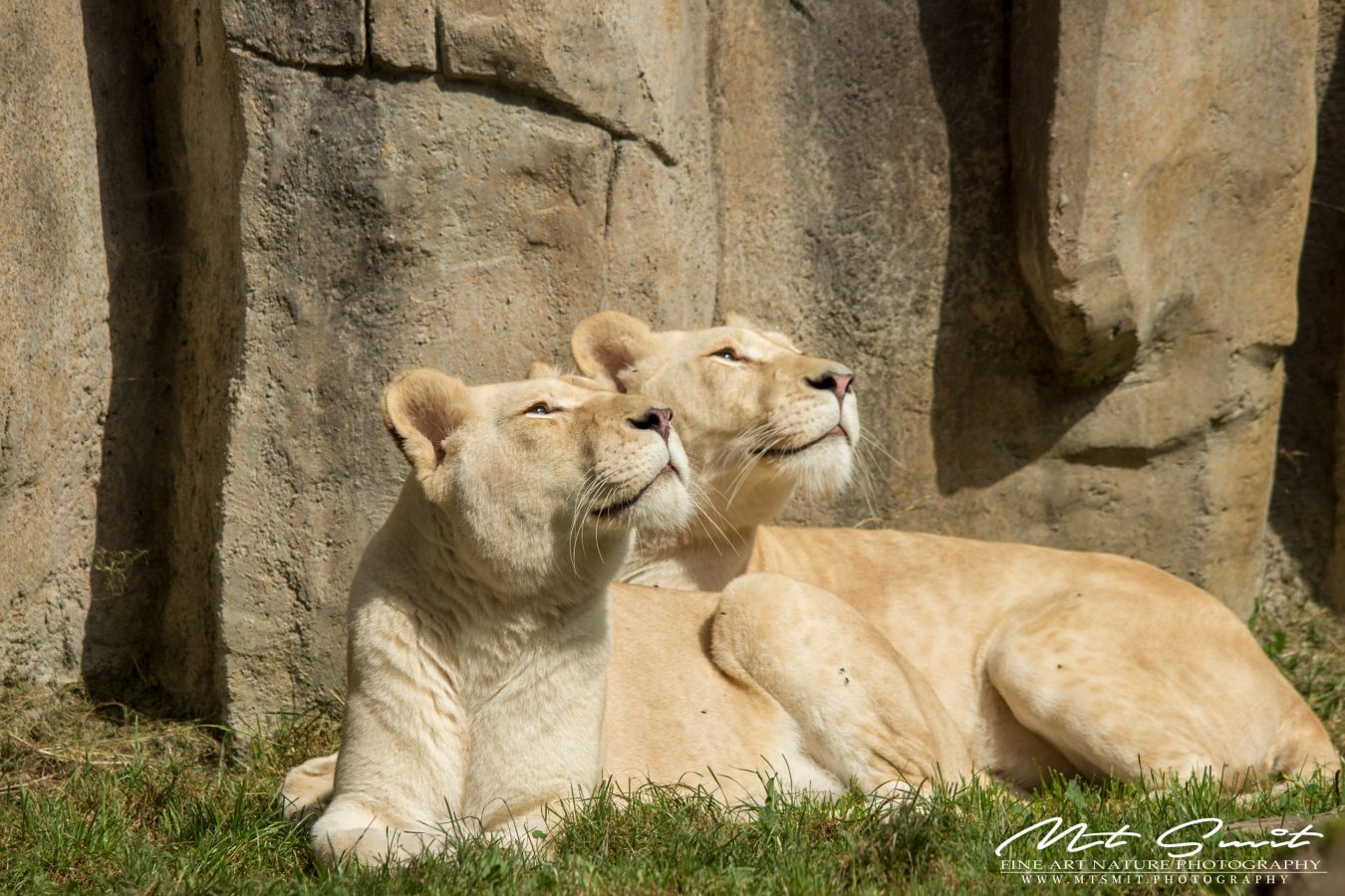 SUNGAZING SISTERS