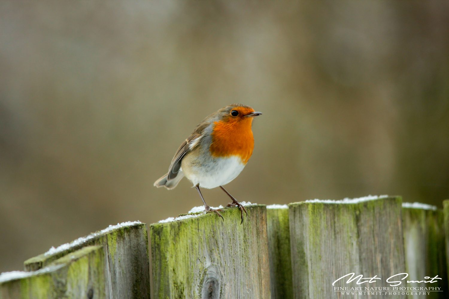 RED ROBIN