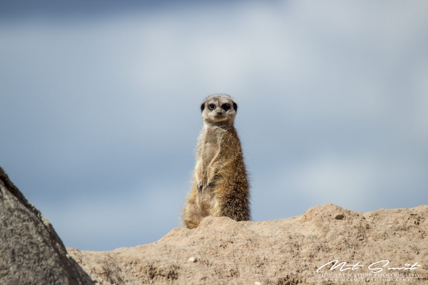 MEERKAT